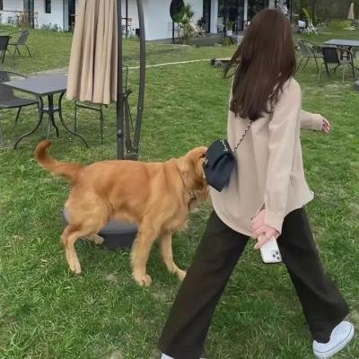奇兵神犬